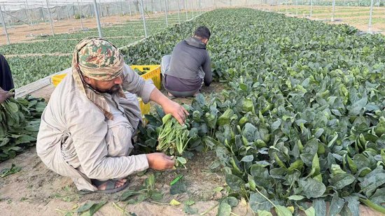 厦门中东战火下的“菜篮子”保卫战！ 独家对话阿联酋浙商会长：该如何稳住华人的餐桌？ | 《欧陆志》