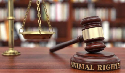 厦门证监会一日下发6份罚单、4家被立案，4类隐匿伎俩踩入监管红线