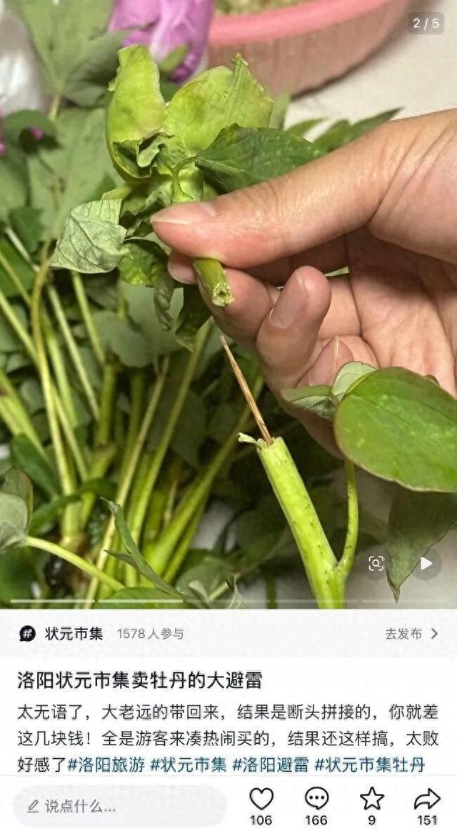厦门游客称在洛阳一市集买的牡丹，竟是牙签固定的 “断头花”！市集回应：已关注，正核实